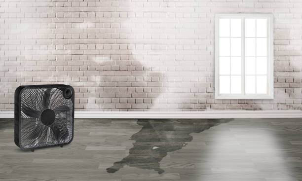 Best Carpet water damage restoration  in Gladeview, FL